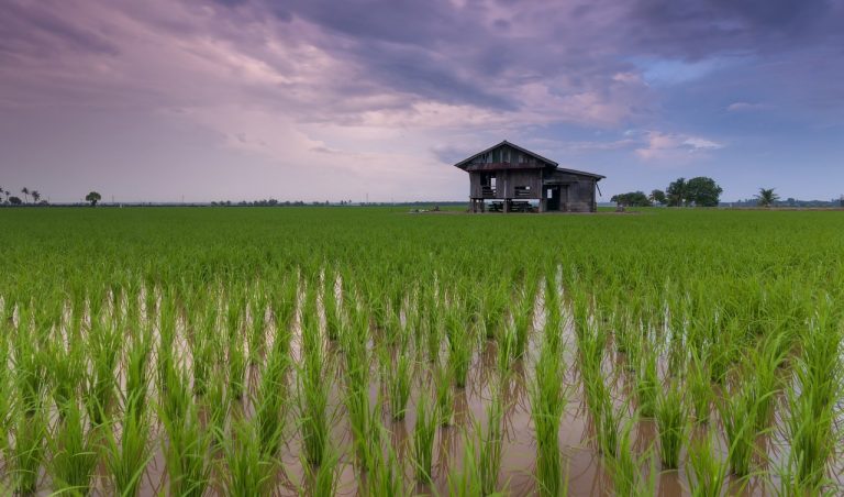 rice field, cottage, farm