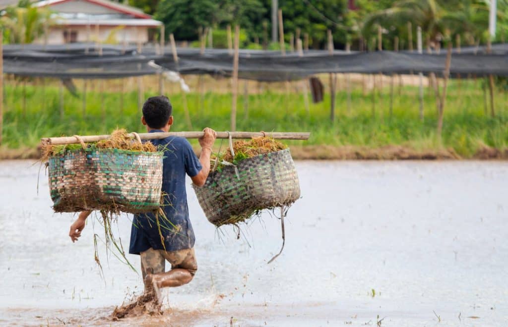 Agriculteur laotien portant des paniers tressés dans une rizière, au Laos